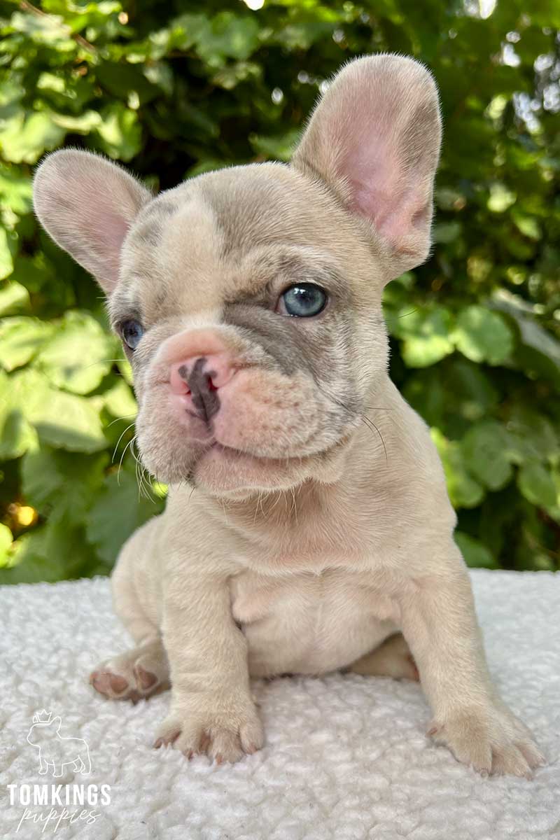 Cortez, available lilac fawn merle French Bulldog puppy at TomKings Puppies