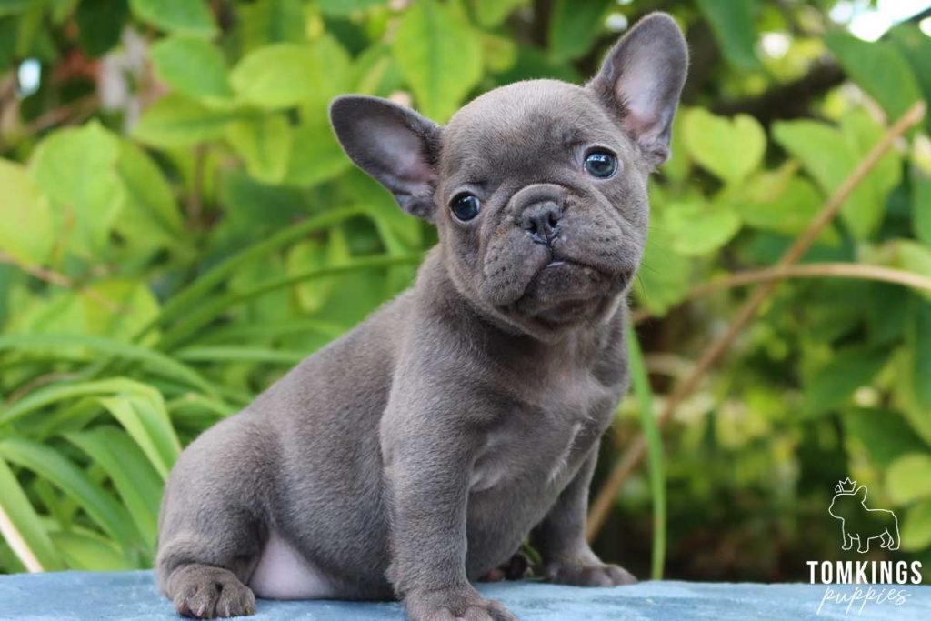 Denise, available French Bulldog puppy at TomKings Puppies