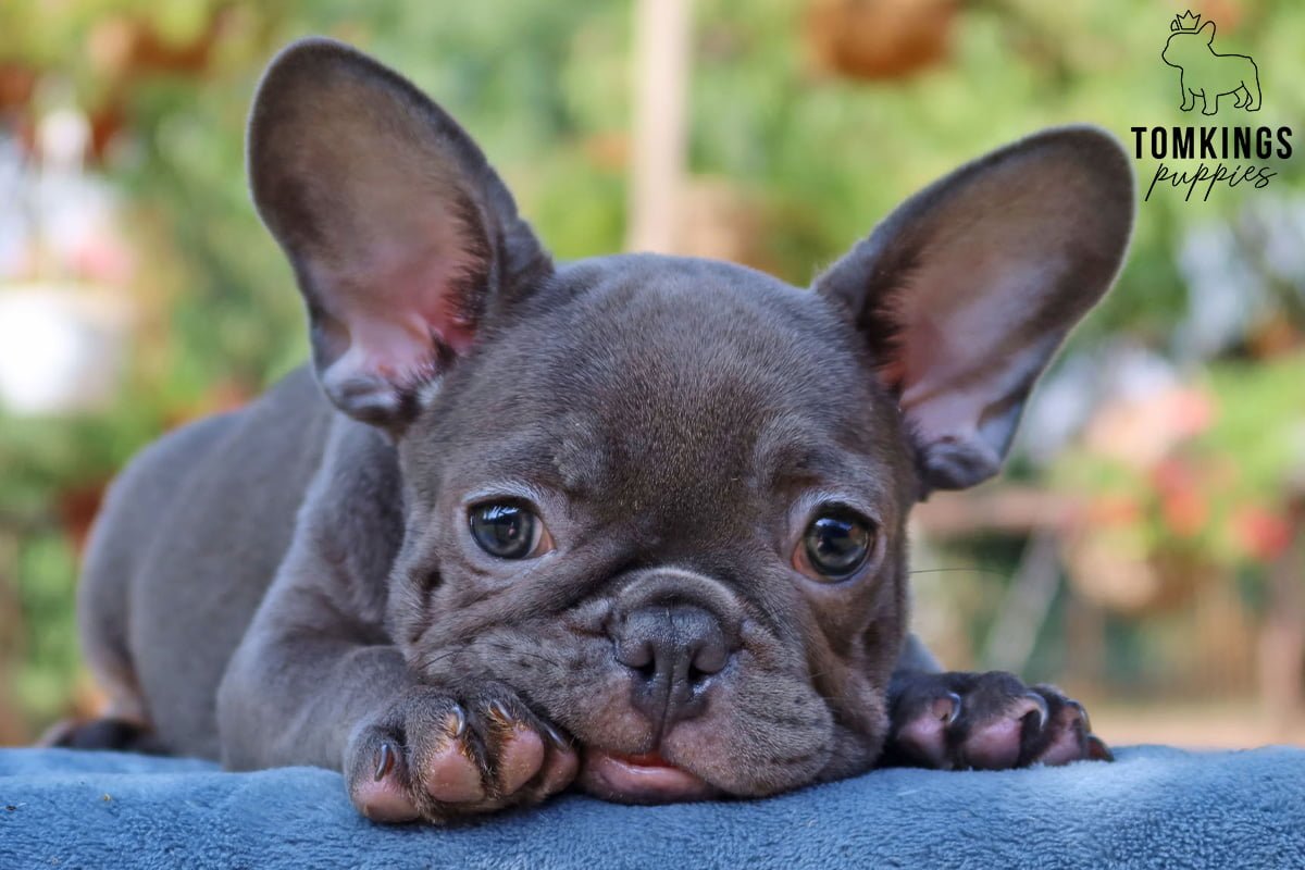 French Bulldog WrysYasmen