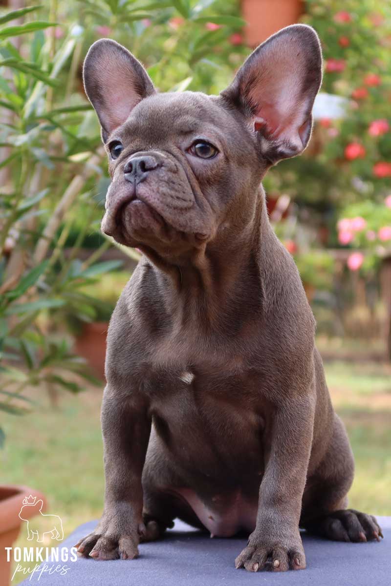 Eifa, available blue French Bulldog puppy at TomKings Puppies
