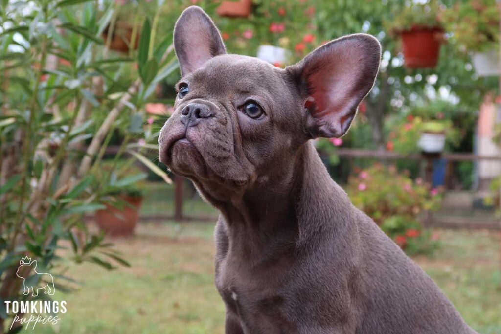 Eifa, available blue French Bulldog puppy at TomKings Puppies
