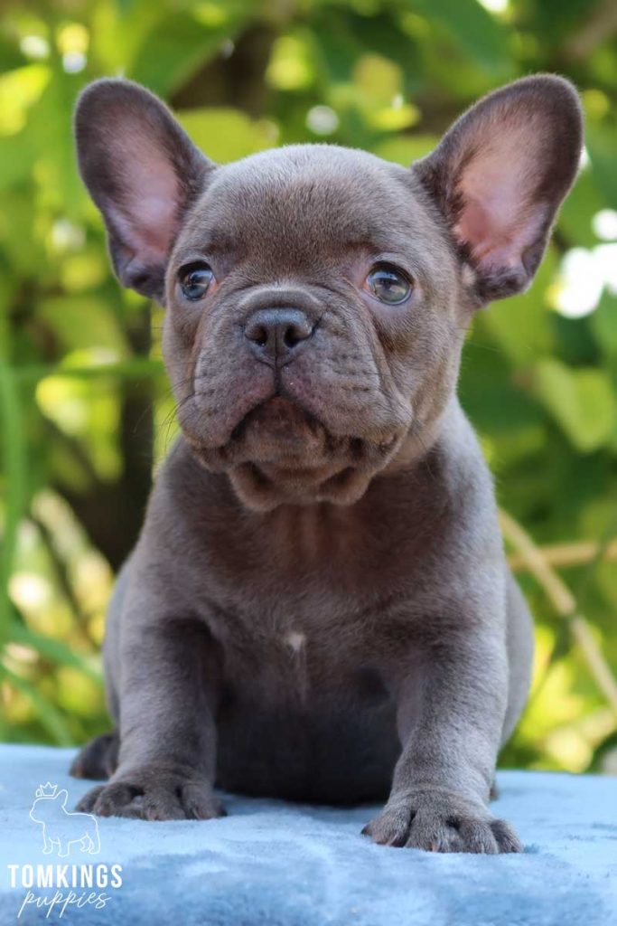 Eifa, available French Bulldog puppy at TomKings Puppies