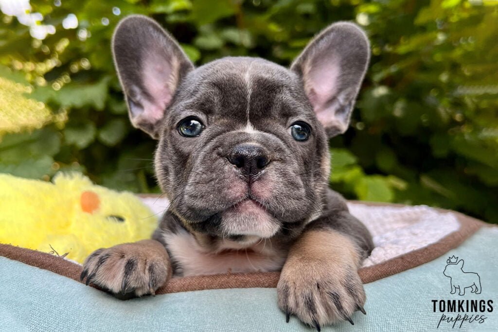 Elena, available blue tan French Bulldog puppy at TomKings Puppies