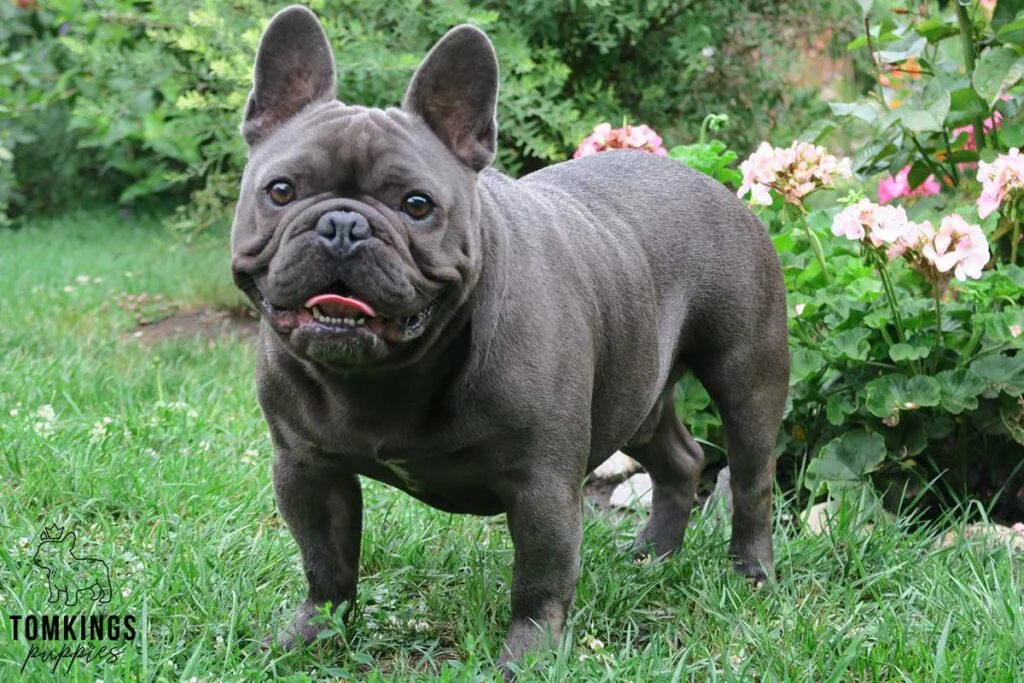 French Bulldog - TomKings Puppies