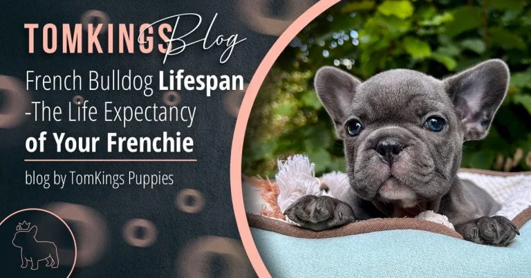 French Bulldog Lifespan -The Life Expectancy of Your Frenchie - TomKings Blog