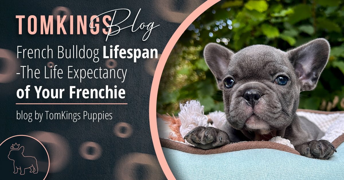 what is the lifespan of a frenchton dog
