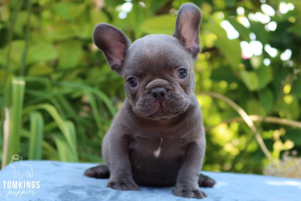 Gerry, available French Bulldog puppy at TomKings Puppies