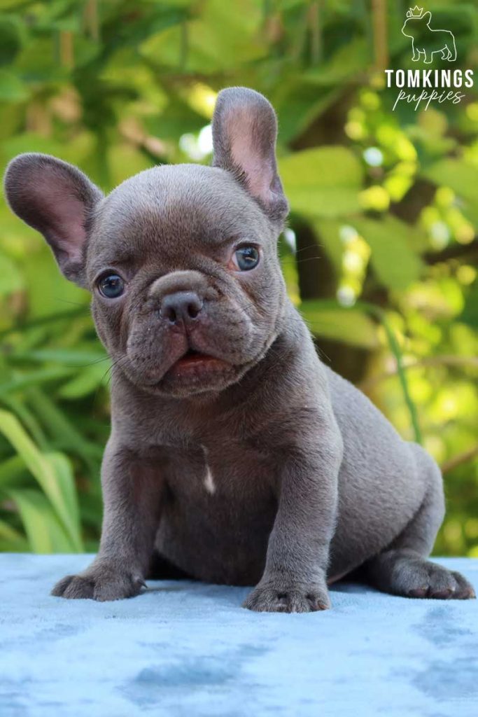 Gerry, available French Bulldog puppy at TomKings Puppies