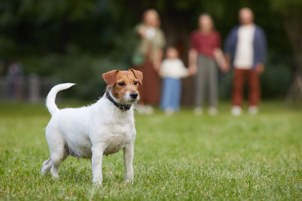 jack russel terrier