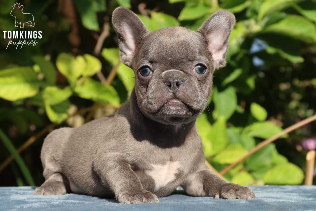 Janet, available blue French Bulldog puppy at TomKings Puppies