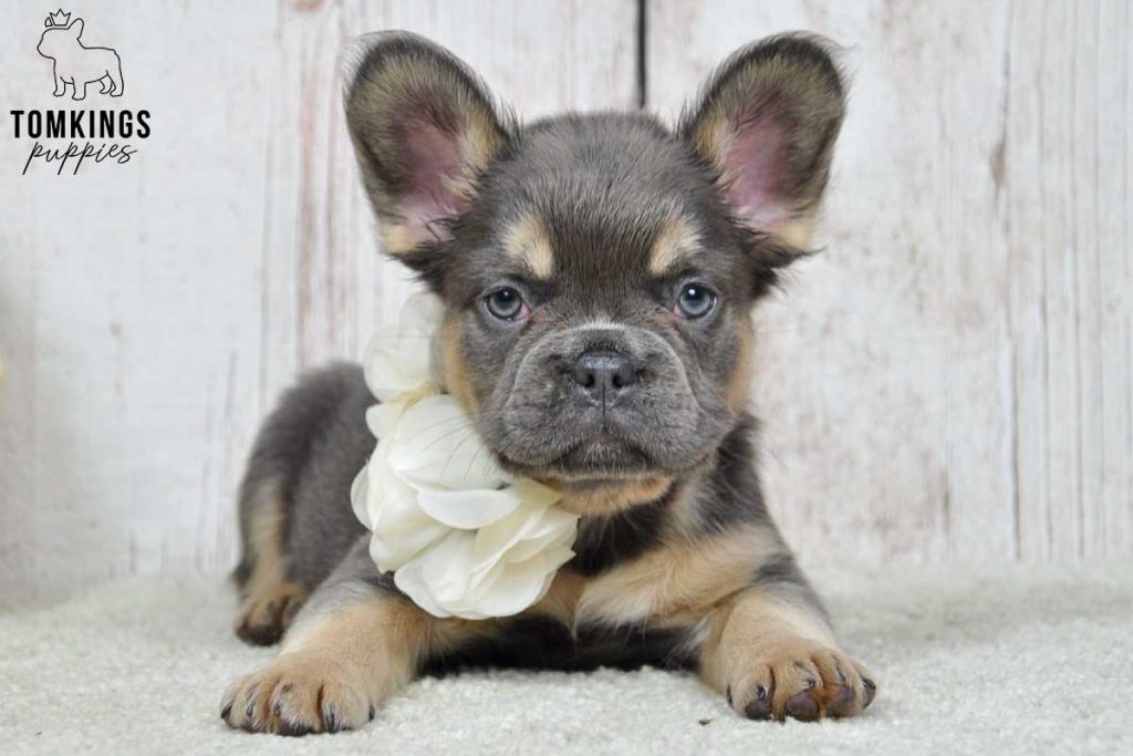 Leya, available Fluffy French Bulldog puppy at TomKings Puppies