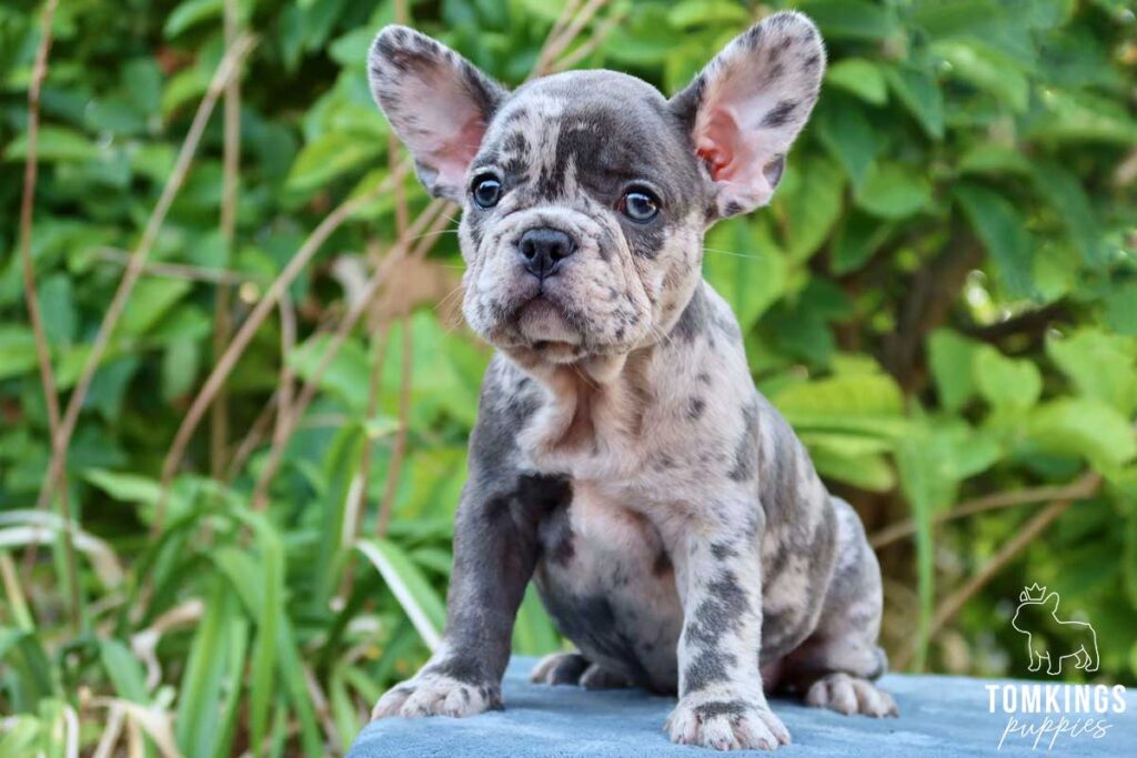 Maryna, available blue merle French Bulldog puppy at TomKings Puppies