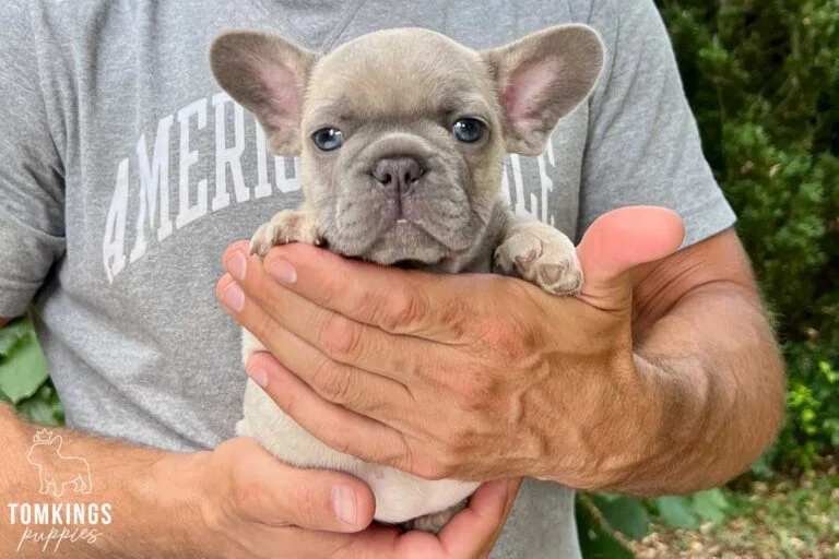 Selena, available lilac fawn French Bulldog puppy at TomKings Puppies