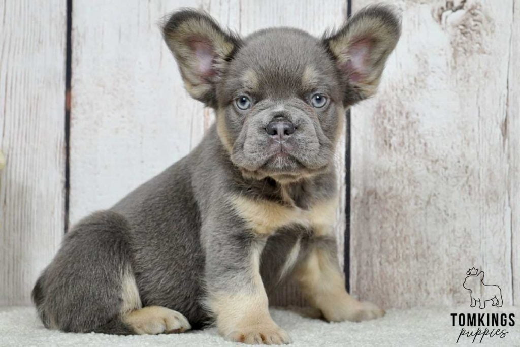 Tobias, available Fluffy French Bulldog puppy at TomKings Puppies