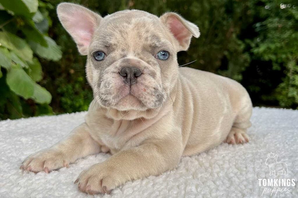 Valentino, available French Bulldog puppy at TomKings Puppies