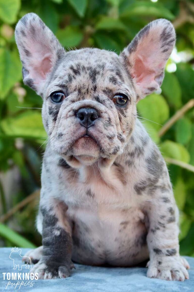 Zendaya, available blue merle French Bulldog puppy at TomKings Puppies