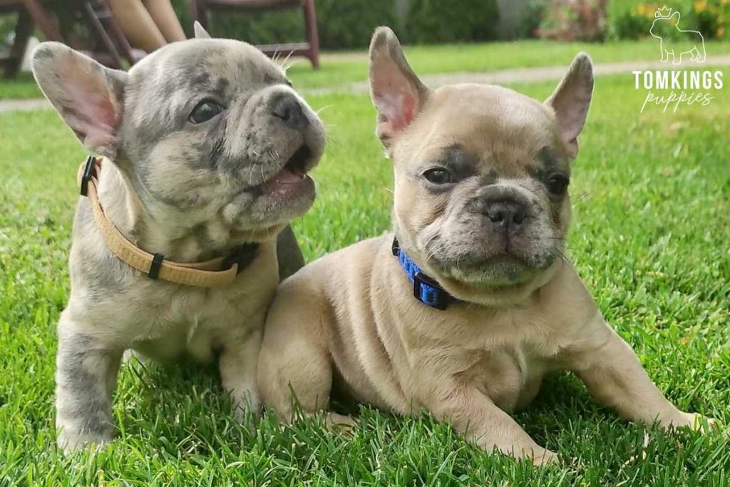 Zhivago, available French Bulldog puppy at TomKings Puppies