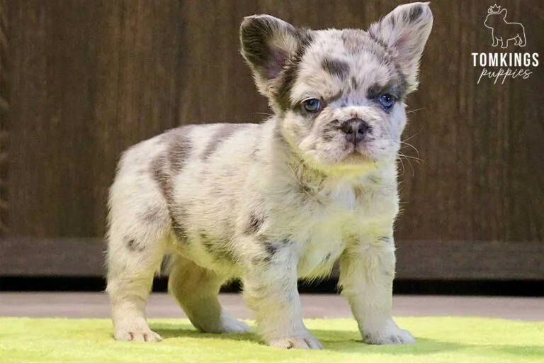 Fluffy French bulldog - TomKings Puppies