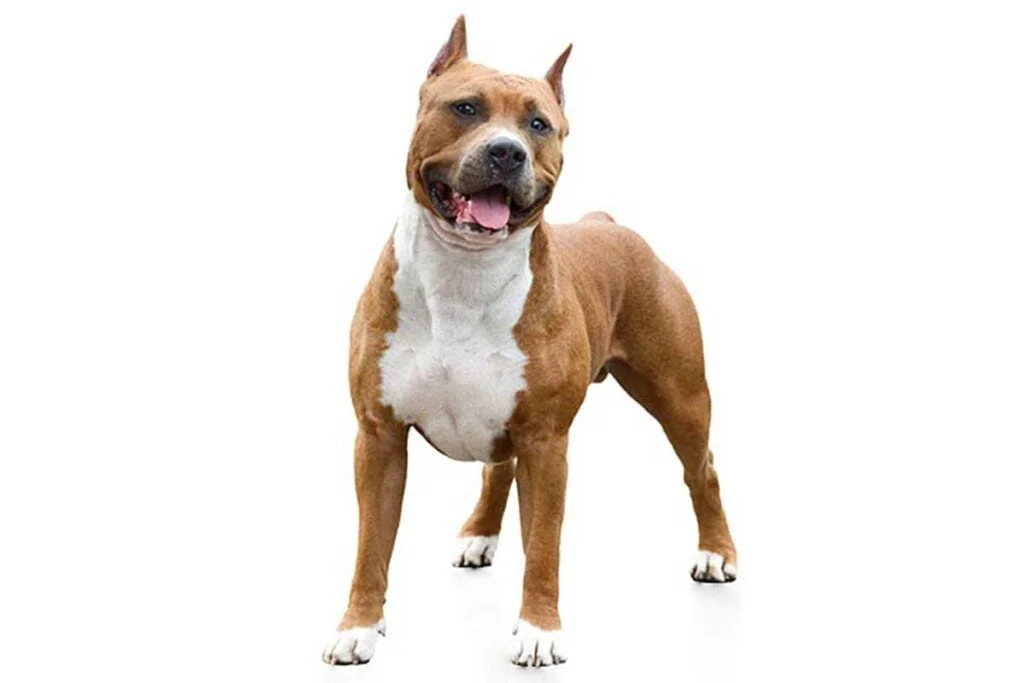 American Staffordshire Terrier. TomKings Blog