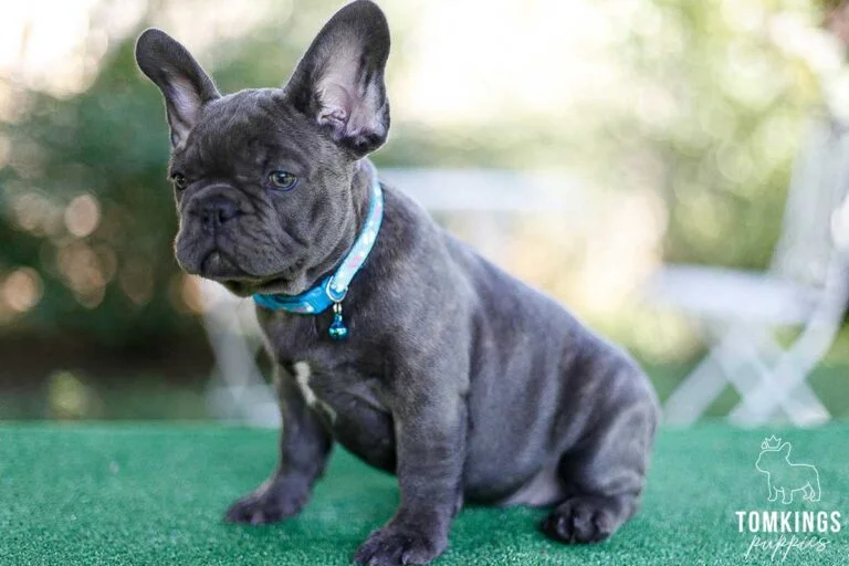 Blue brindle French Bulldog - TomKings Puppies