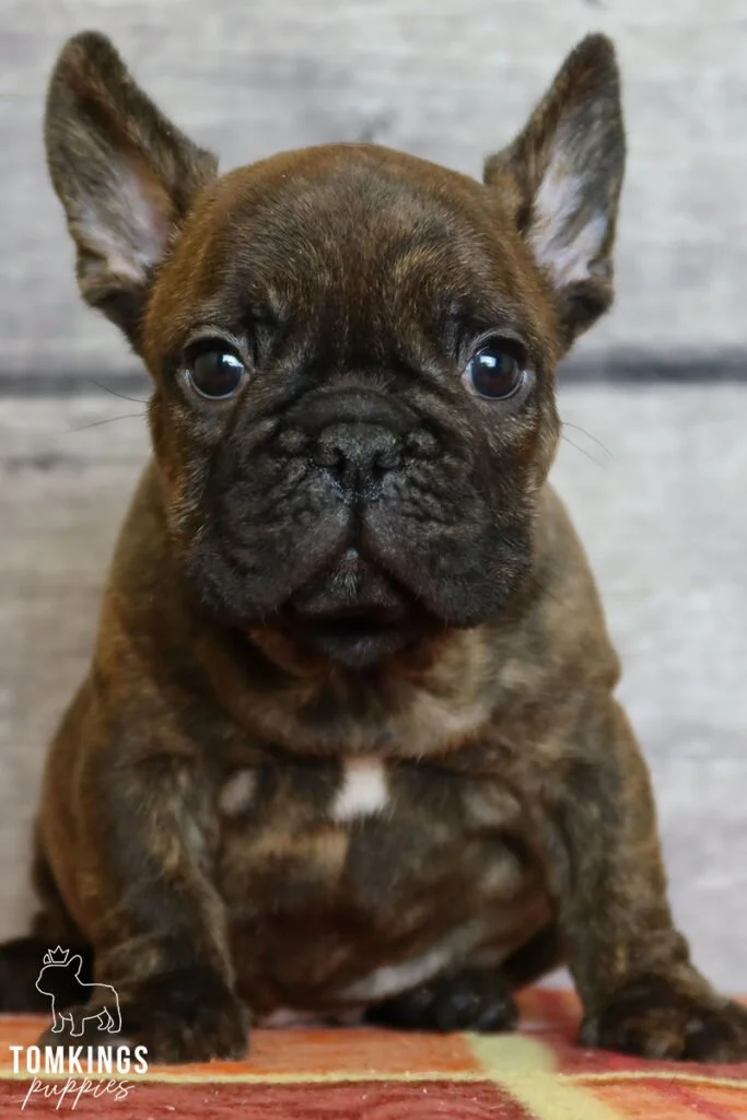 Brindle French Bulldog - TomKings Puppies