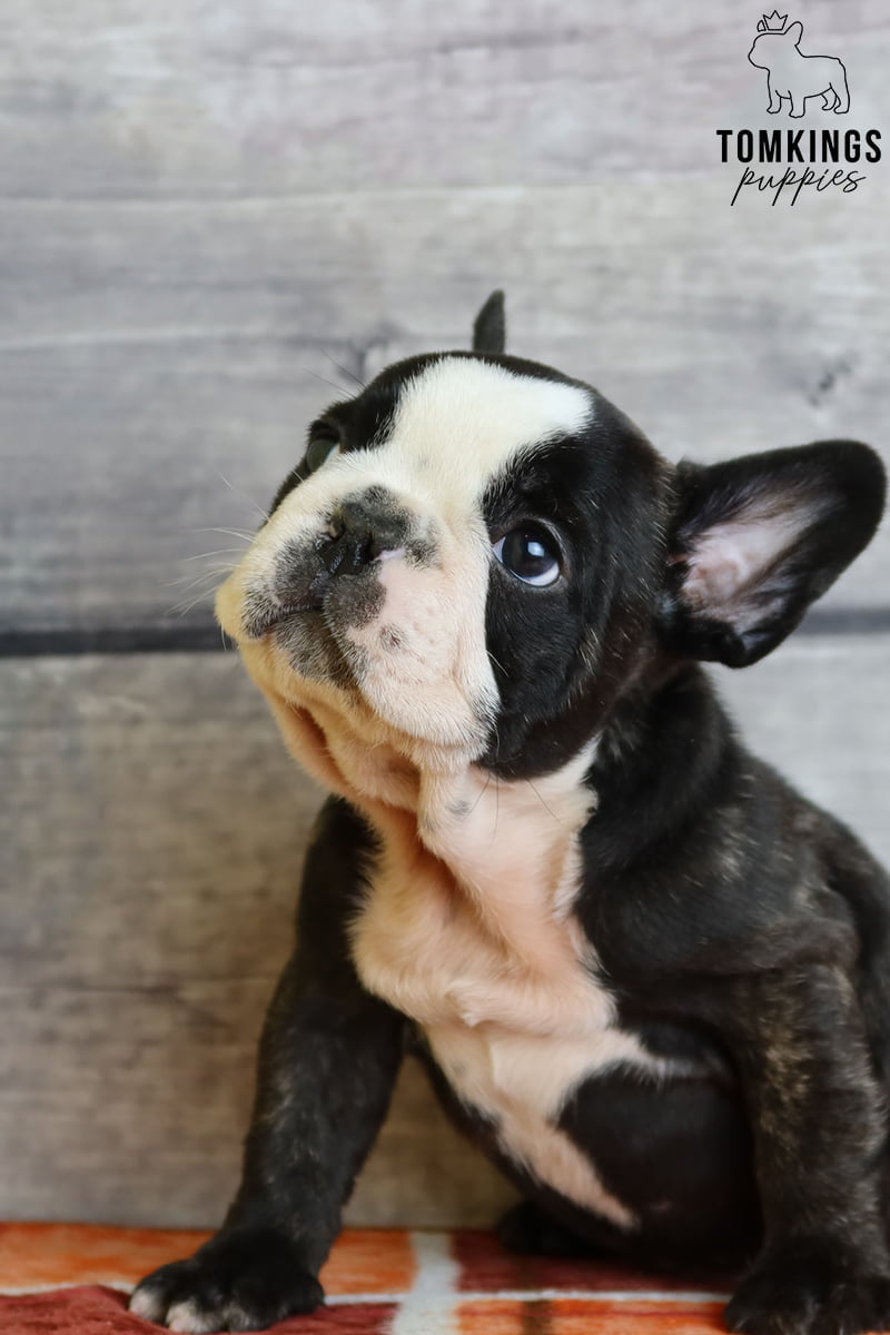 Brindle French Bulldog - TomKings Puppies