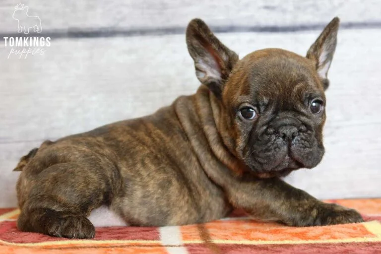 Brindle French Bulldog - TomKings Puppies