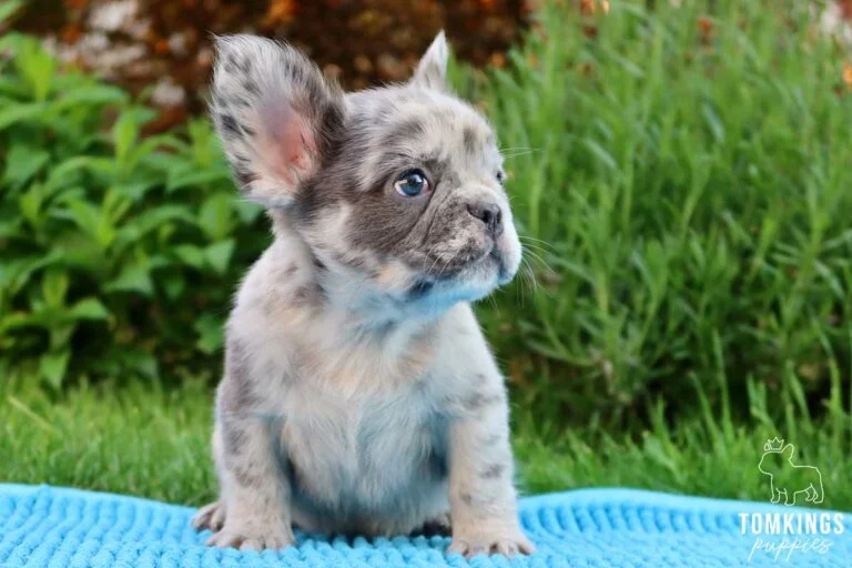 Fluffy French bulldog, Frenchie at TomKings Puppies