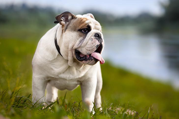 English Bulldog. TomKings Blog