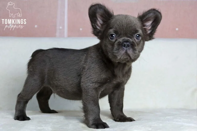 Fluffy French bulldog, Frenchie at TomKings Puppies