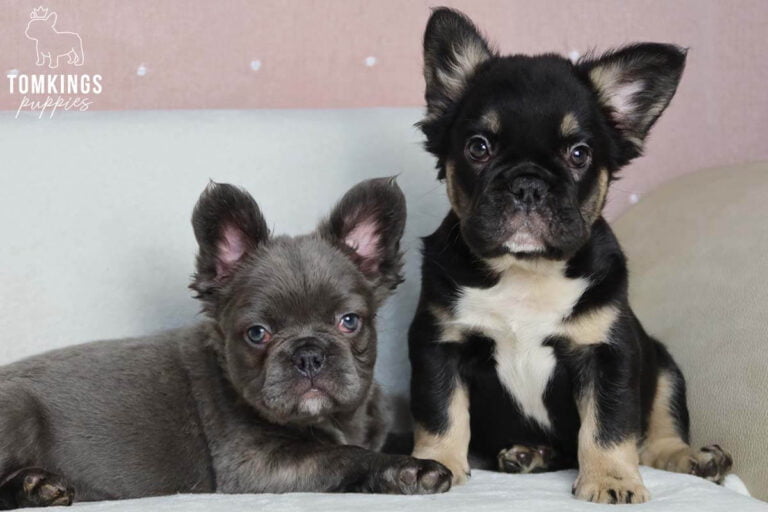 Fluffy French bulldog, Frenchie at TomKings Puppies