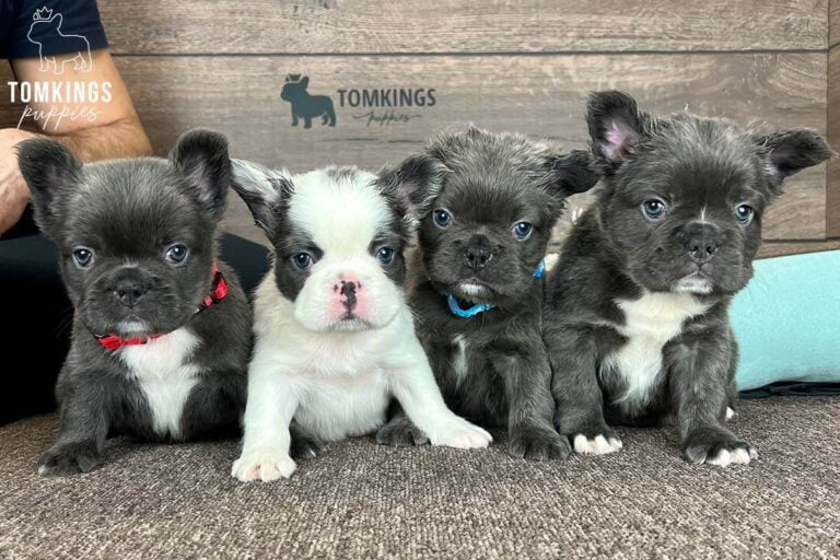 Fluffy French bulldog, Frenchie at TomKings Puppies