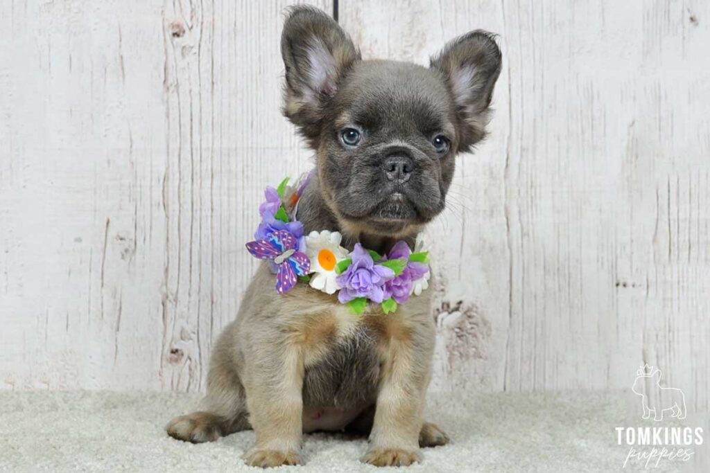 Ramona, available Fluffy French Bulldog puppy at TomKings Puppies
