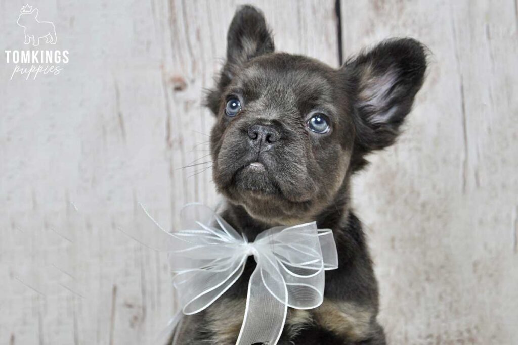 Sapphire, available Fluffy French Bulldog puppy at TomKings Puppies