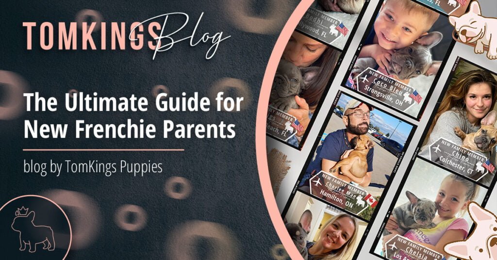 The Ultimate Guide for New Frenchie Parents - TomKings Blog