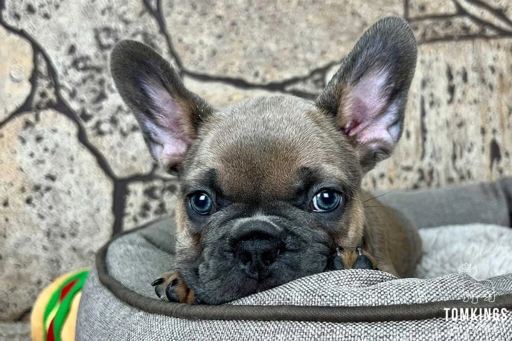 Benji, available French Bulldog puppy at TomKings Puppies