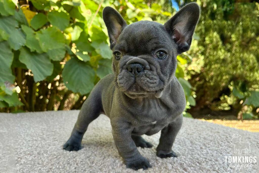 Bexon, available French Bulldog puppy at TomKings Puppies