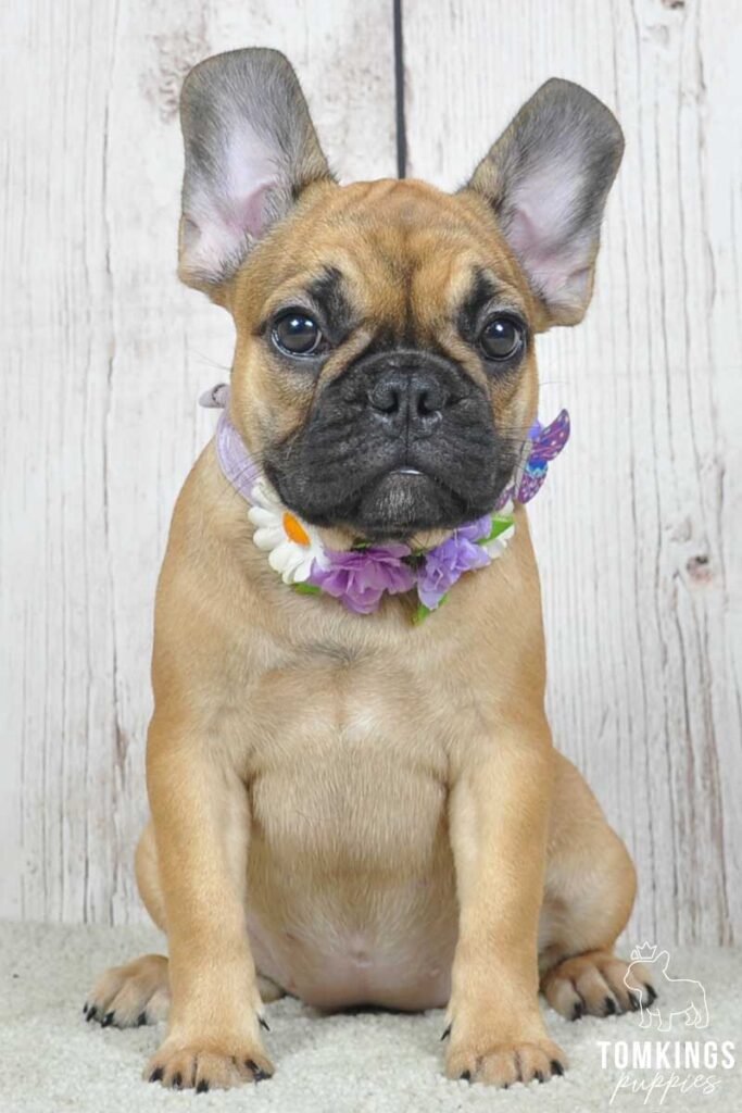 Darja, available French Bulldog puppy at TomKings Puppies