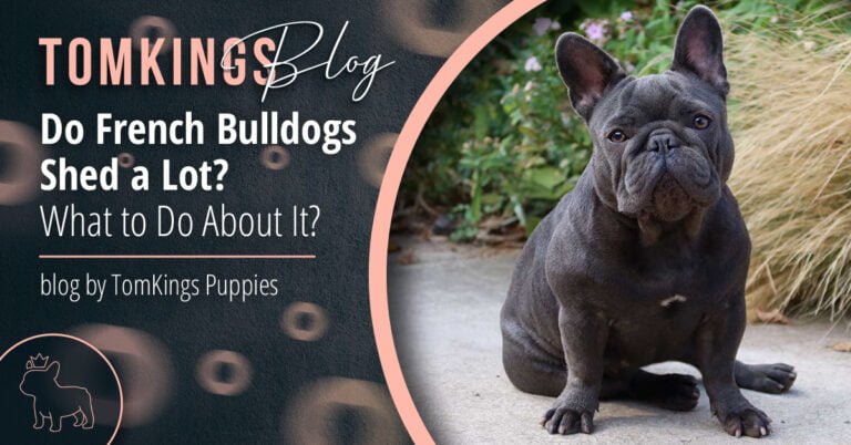 Do French Bulldogs Shed a Lot? What to Do About It? - TomKings Puppies Blog
