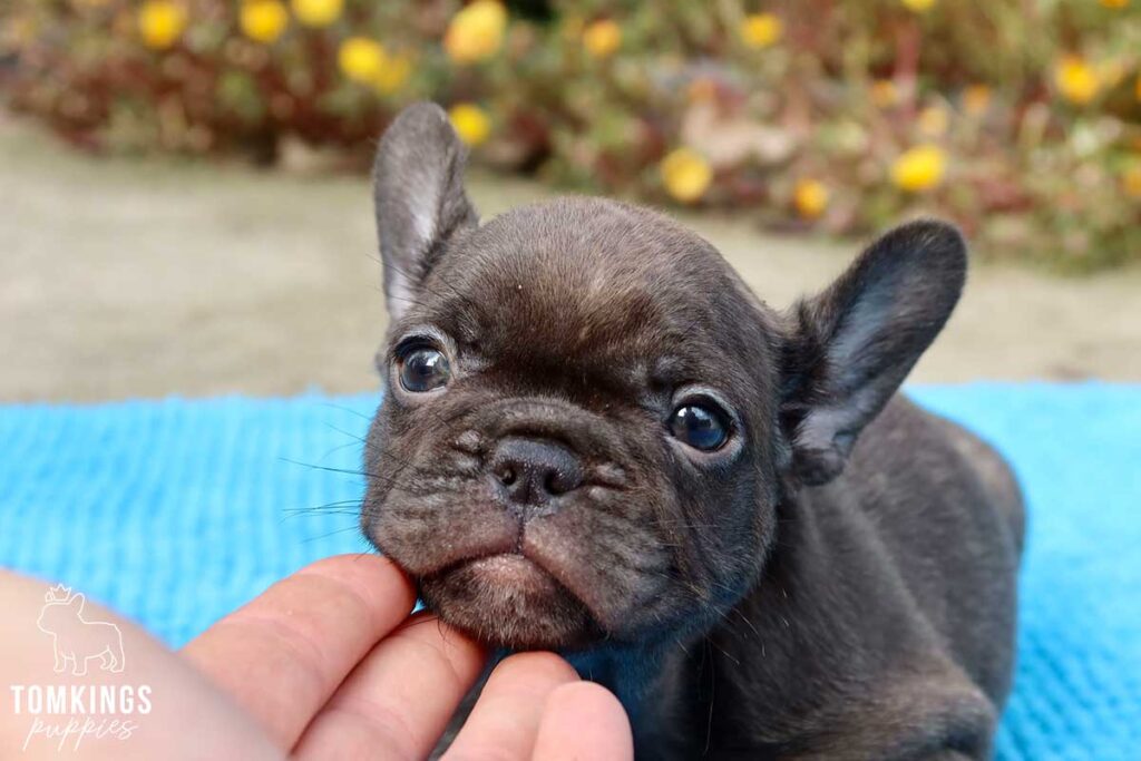 Dominica, available French Bulldog puppy at TomKings Puppies