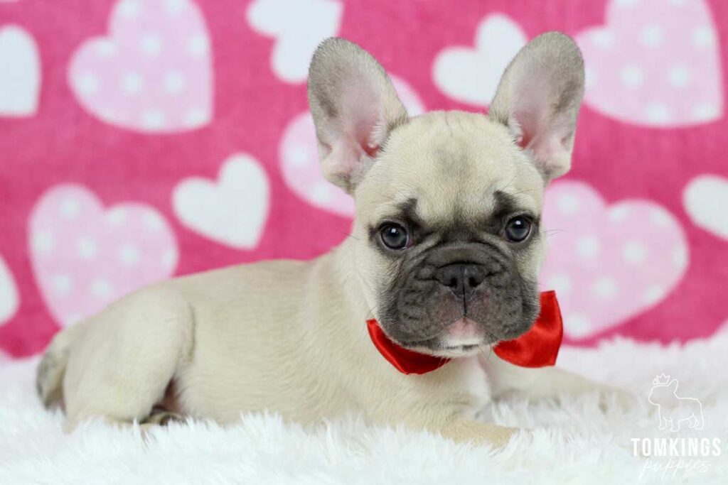 Felix, available French Bulldog puppy at TomKings Puppies