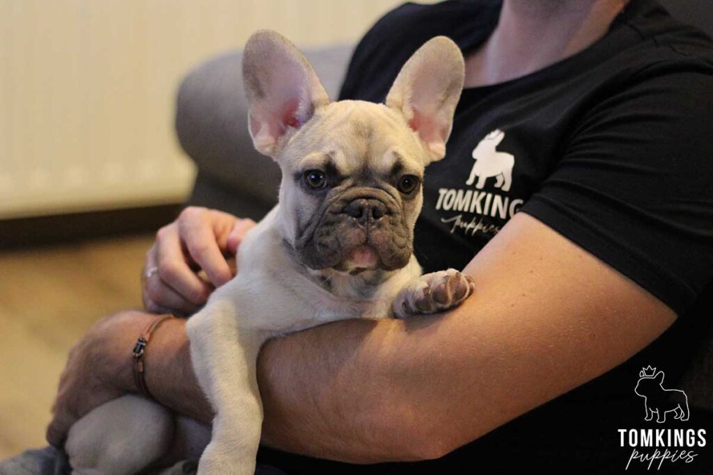 Felix, French Bulldog puppy at TomKings Puppies