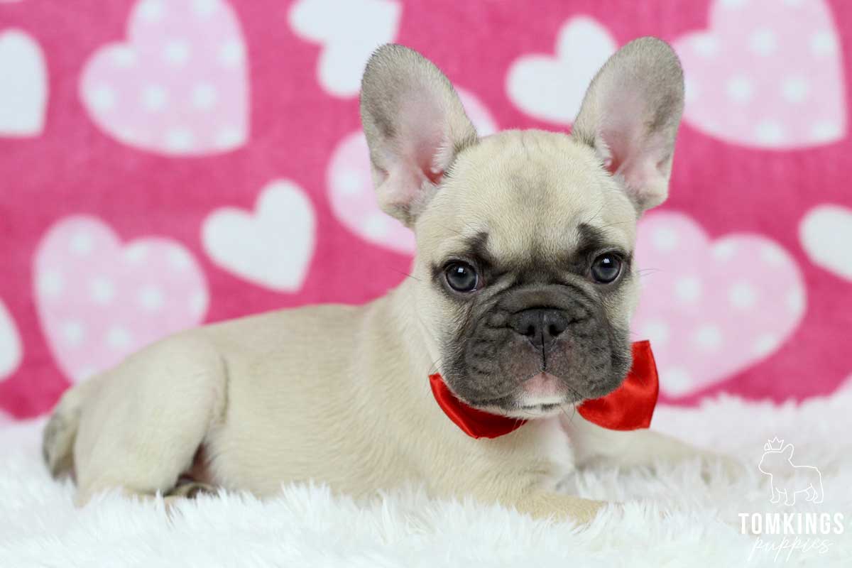 Do French Bulldogs Shed a Lot? What to Do About It? - TomKings Kennel