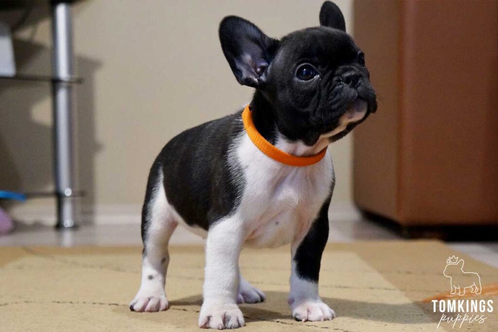 French Bulldog: Breed Traits & Characteristics - TomKings Puppies Blog