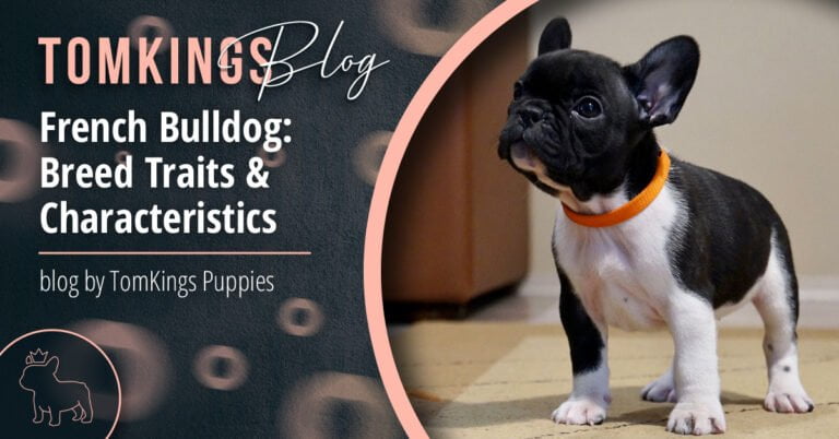 French Bulldog: Breed Traits & Characteristics - TomKings Puppies Blog