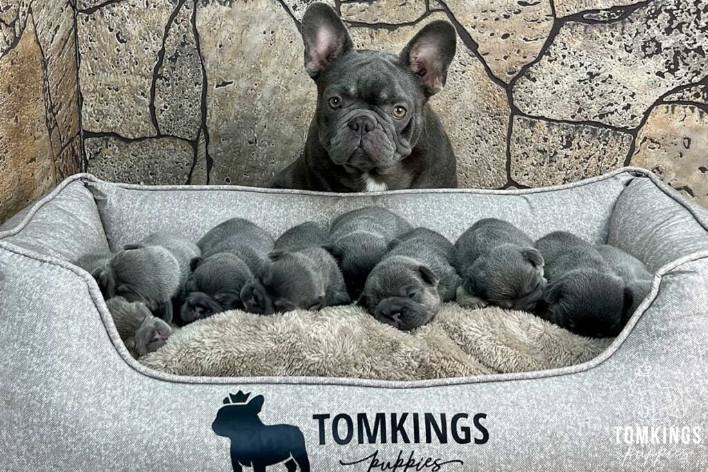 How to buy a Frenchie online - TomKings Puppies Blog