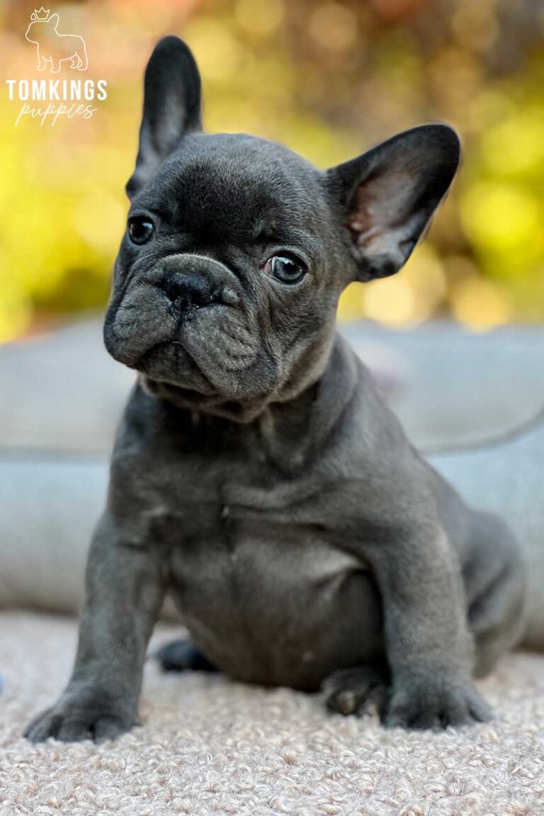 Sebastian, available French Bulldog puppy at TomKings Puppies