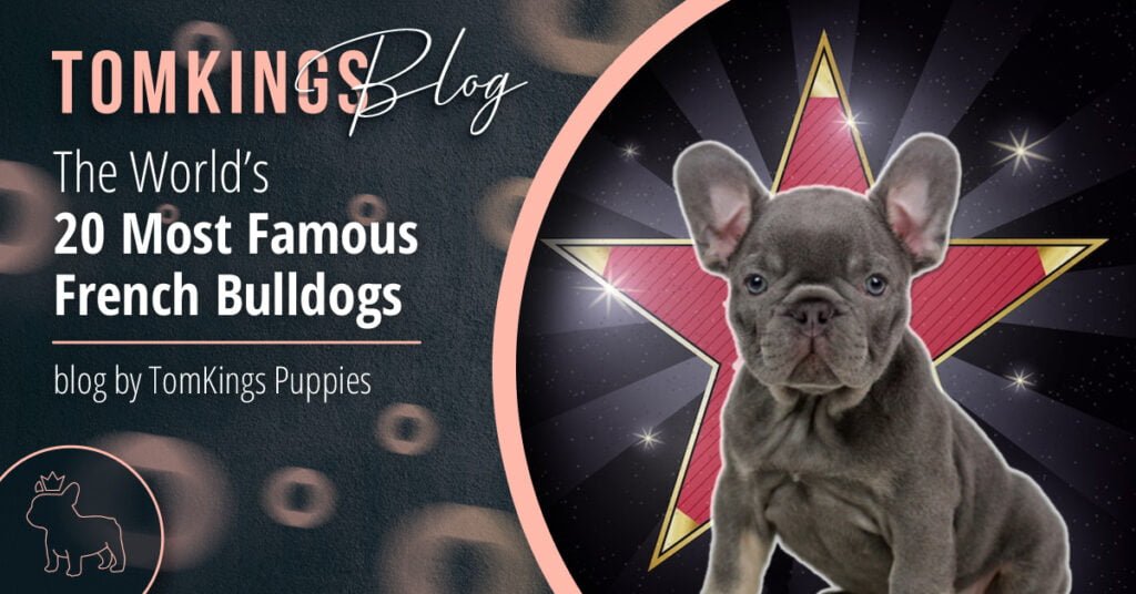 The World's most famous French Bulldogs - TomKings Blog