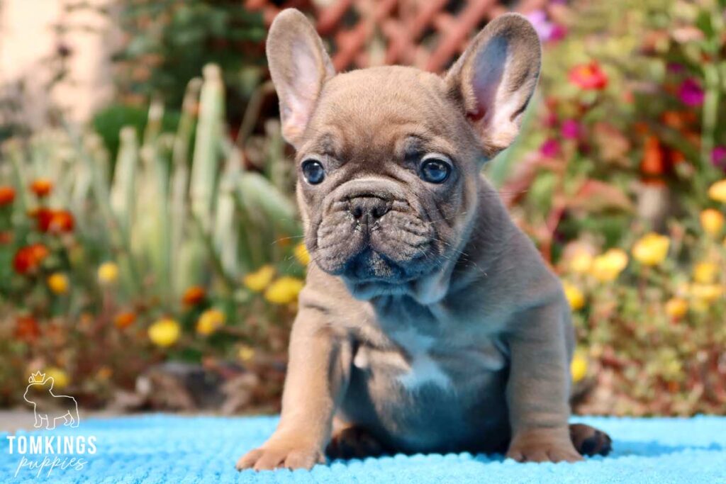 Valer, available French Bulldog puppy at TomKings Puppies