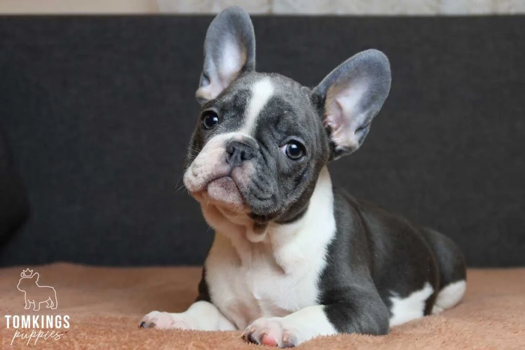 Wendy, available French Bulldog puppy at TomKings Puppies